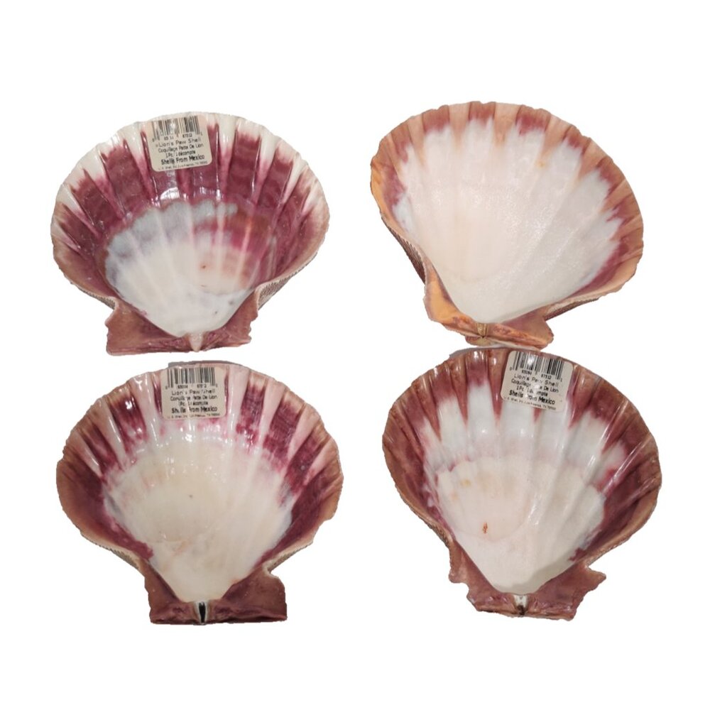 4 Pcs Large Great Scallop Sea Shells 5-5.5" Lion's Paw For Craft Fish Tank Decor
